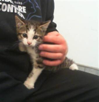 A1265646 -  Domestic Short Hair Cat for Adoption in Charlotte, North Carolina - A1265646 | PetCurious