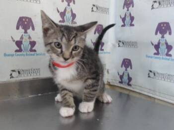 A598670 -  Domestic Short Hair Cat for Adoption in Orlando, Florida - A598670 | PetCurious