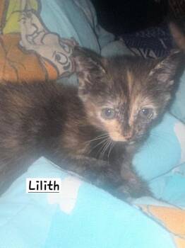 Domestic Short Hair Cats Available for Adoption in Calimesa, California - Lilith | PetCurious