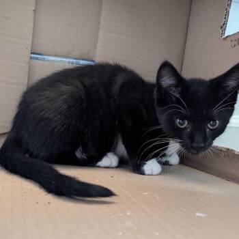 Felix -  Domestic Medium Hair Cat for Adoption in Los Angeles, California - Felix | PetCurious