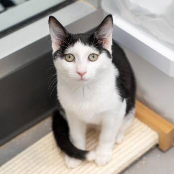 Odette -  Domestic Short Hair Cat for Adoption in New York, New York - Odette | PetCurious