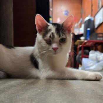 Rescue Domestic Short Hair Cats for Adoption in North Bergen, New Jersey - Auggie | PetCurious