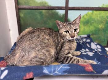 STELLA -  Domestic Short Hair Cat for Adoption in Houston, Texas - STELLA | PetCurious