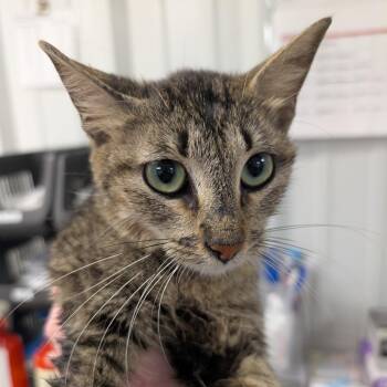 Four Seasons -  Domestic Short Hair Cat for Adoption in Emporia, Kansas - Four Seasons | PetCurious