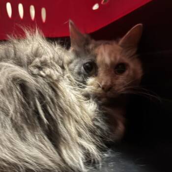 Domestic Long Hair Cats Available for Adoption in Johnstown, Pennsylvania - Paisley | PetCurious