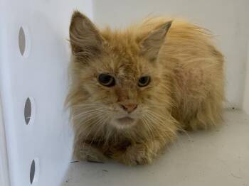 Domestic Long Hair and Domestic Short Hair Cats Available for Adoption in Visalia, California - A253145 | PetCurious