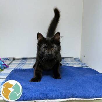 Rockette -  Domestic Long Hair Cat for Adoption in Toledo, Ohio - Rockette | PetCurious