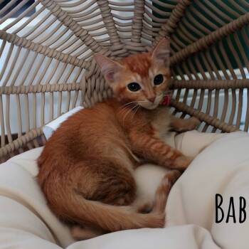 Rescue Domestic Short Hair Cats for Adoption in Boerne, Texas - Babette | PetCurious