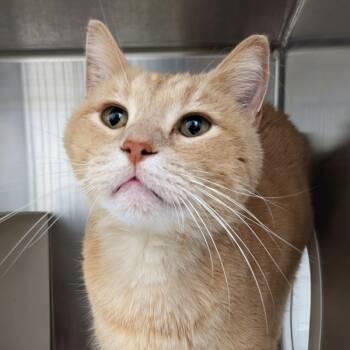 Rescue Domestic Short Hair Cats for Adoption in Des Moines, Iowa - Rivet | PetCurious