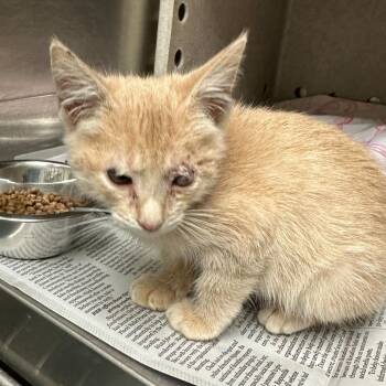 Rescue Domestic Short Hair Cats for Adoption in San Antonio, Texas - Yara | PetCurious