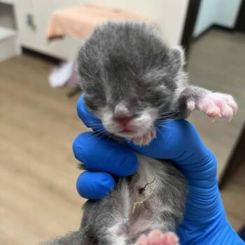 Domestic Short Hair Cats Available for Adoption in Harrisonburg, Virginia - Aurora | PetCurious