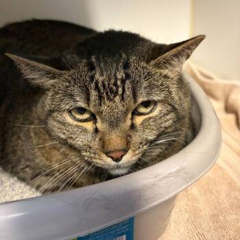 Alice -  Domestic Short Hair Cat for Adoption in Las Vegas, Nevada - Alice | PetCurious