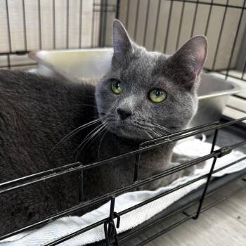 Domestic Short Hair Cats Available for Adoption in Cleveland, Mississippi - Little Grey | PetCurious