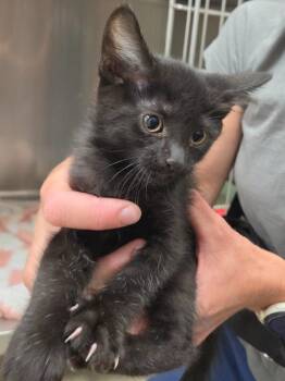 Polaroid -  Domestic Short Hair Cat for Adoption in Twentynine Palms, California - Polaroid | PetCurious