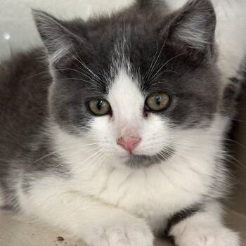 Eagle -  Domestic Medium Hair Cat for Adoption in Durango, Colorado - Eagle | PetCurious