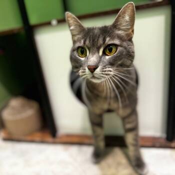 Rescue Domestic Short Hair Cats for Adoption in San Pablo, California - Lexi | PetCurious
