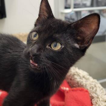 Belgian Waffle -  Domestic Short Hair Cat for Adoption in Grayslake, Illinois - Belgian Waffle | PetCurious