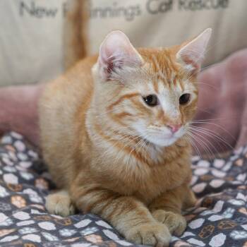 Heineken -  Tabby and Domestic Short Hair Cat for Adoption in Garland, Texas - Heineken | PetCurious