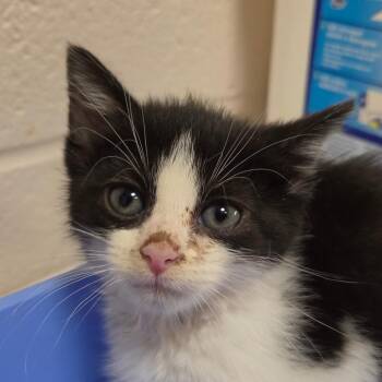 Brooke -  Domestic Short Hair Cat for Adoption in Zanesville, Ohio - Brooke | PetCurious