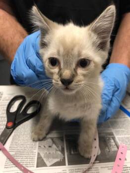 Rescue Siamese Cats for Adoption in Long Beach, California - DURIAN | PetCurious
