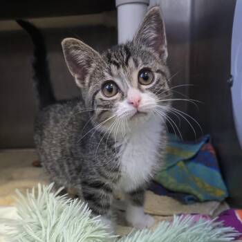 Fitz -  Domestic Short Hair Cat for Adoption in Fort Wayne, Indiana - Fitz | PetCurious