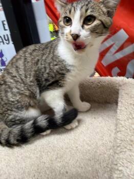 Chip -  Domestic Short Hair Cat for Adoption in St. Cloud, Florida - Chip | PetCurious