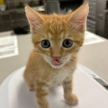 Po Boy -  Domestic Short Hair Cat for Adoption in Manhattan, Kansas - Po Boy | PetCurious