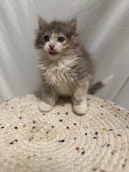 Rosa Belle -  Domestic Long Hair Cat for Adoption in Hoffman Estates, Illinois - Rosa Belle | PetCurious