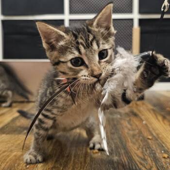 Karlach -  Domestic Short Hair Cat for Adoption in Webster, Texas - Karlach | PetCurious