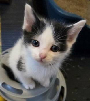 Domestic Short Hair Cats Available for Adoption in Kansas City, Missouri - Willow | PetCurious