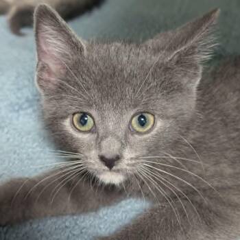 Anthrax better known as "Annie" -  Domestic Short Hair Cat for Adoption in Shippenville, Pennsylvania - Anthrax Better Known As "Annie" | PetCurious