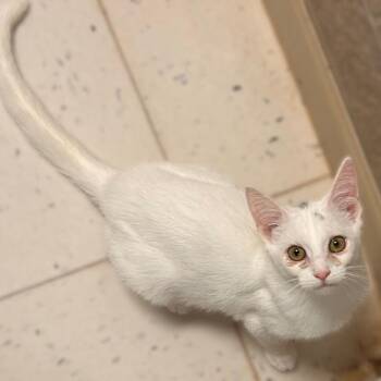 Everybody Say Colorado -  Domestic Short Hair Cat for Adoption in Davenport, Iowa - Everybody Say Colorado | PetCurious