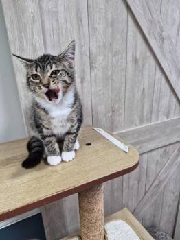 Boots -  Domestic Short Hair Cat Available for Adoption in Rome, Georgia - Boots | PetCurious