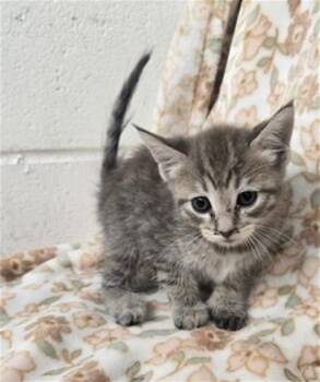 ELISE -  Domestic Short Hair Cat for Adoption in San Bernardino, California - ELISE | PetCurious
