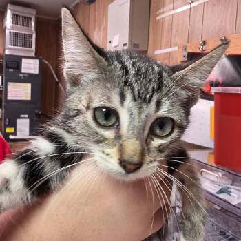 Lilah -  Domestic Short Hair Cat for Adoption in Leander, Texas - Lilah | PetCurious