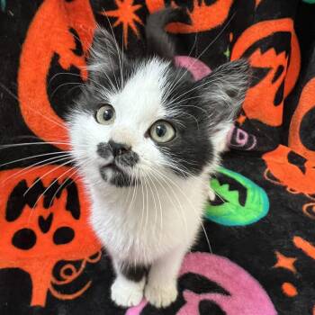 Chickadee -  Domestic Medium Hair Cat for Adoption in Fairmont, Minnesota - Chickadee | PetCurious