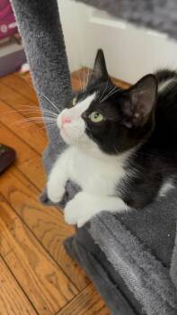 Gizmo -  Domestic Short Hair Cat for Adoption in Aurora, Colorado - Gizmo | PetCurious