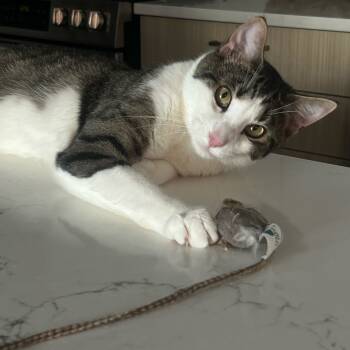 Rescue Domestic Short Hair Cats for Adoption - Ralph 2 | PetCurious