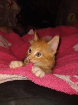 Domestic Medium Hair Cats Available for Adoption in Fresno, California - Cowboy | PetCurious