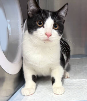 Rescue Domestic Short Hair Cats for Adoption in Voorhees Township, New Jersey - Fritz | PetCurious