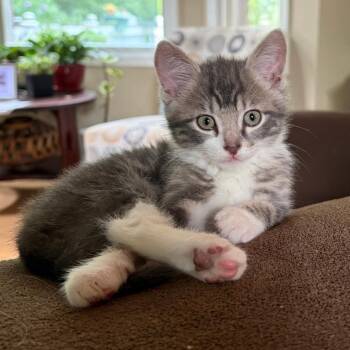 Finn -  Domestic Short Hair Cat Available for Adoption in Columbia, Missouri - Finn | PetCurious