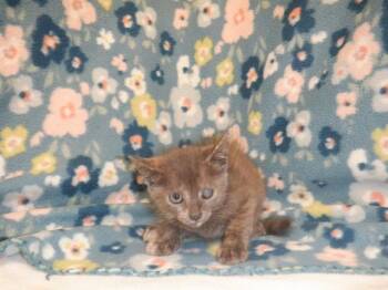BELLA -  Domestic Short Hair Cat for Adoption in San Jose, California - BELLA | PetCurious
