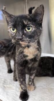 Domestic Short Hair Cats Available for Adoption - Brie | PetCurious