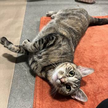 Lovegood -  Domestic Short Hair Cat for Adoption in Columbus, Ohio - Lovegood | PetCurious