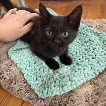 Rescue Domestic Short Hair Cats for Adoption in Bellmawr, New Jersey - Cruella | PetCurious