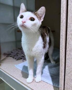 Jess -  Domestic Short Hair Cat for Adoption - Jess | PetCurious