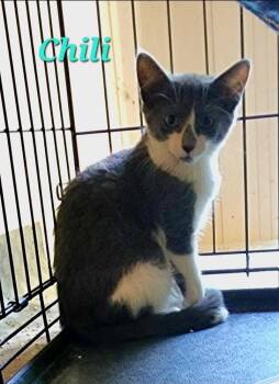 Chili -  Domestic Short Hair Cat for Adoption in Bowie, Maryland - Chili | PetCurious