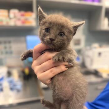 Domestic Medium Hair Cats Available for Adoption in Greensboro, North Carolina - Cocoa Krispies | PetCurious
