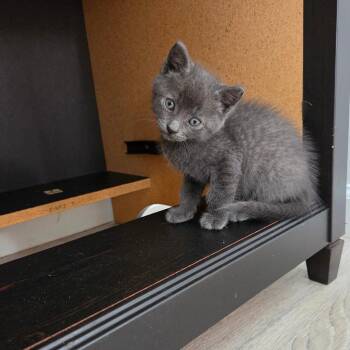 Riorson -  Domestic Short Hair and Russian Blue Cat for Adoption in Mastic, New York - Riorson | PetCurious