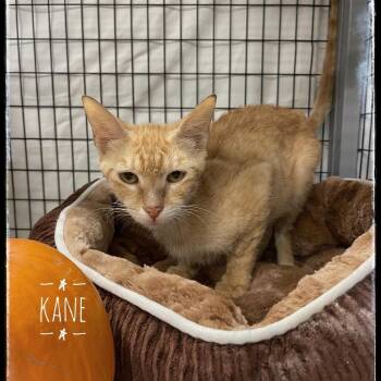 Kane -  Domestic Short Hair Cat for Adoption in Sarasota, Florida - Kane | PetCurious